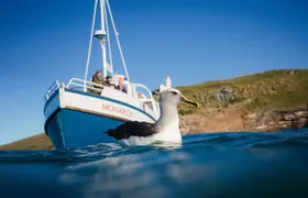 Otago Peninsula Wildlife Cruise with Monarch