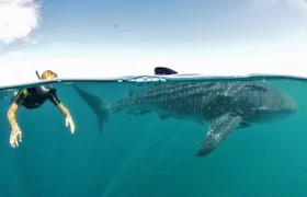 Small group Whale Shark snorkeling in La Paz BCS MX
