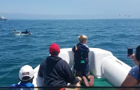 Private Dolphin and Whale Watching Tour in Newport Beach