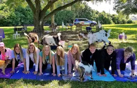 Goat yoga class with mimosa and farm tour in Houston