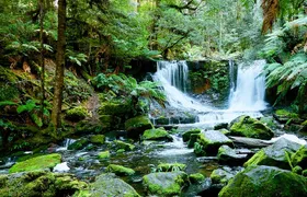 Day Tour in Mt. Field, Mt. Wellington, Bonorong Wildlife Sanctuary and Richmond