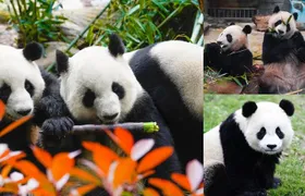 Chengdu Giant Panda: Panda Base or Shenshuping (optional)