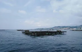 Vigo estuary catamaran tour with mussel tasting and wine