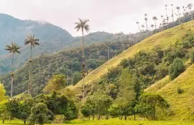 Cocora, Salento and Filandia Tour