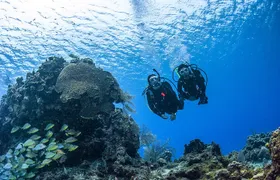 Fujairah: PADI Open Water Diver Course 