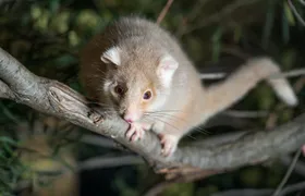 Bonorong Wildlife Sanctuary Night Tour