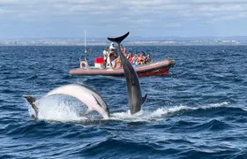 Albufeira: Dolphins and Caves Tour