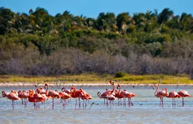 Flamingo Island - Laguna Oviedo