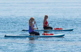 Dolphin and Manatee Stand Up Paddleboard Tour in Daytona Beach