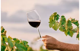 Winery visit in La Rioja with tasting and lunch from Vitoria