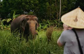Half Day Elephant Home Sanctuary in Samui