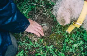 Burgundy truffle hunting demonstration and truffle tasting session