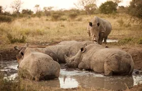 Full Day Big 5 Game Safari in Kruger National Park from Hazyview