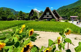 Private Tour Kanazawa, Shirakawago, Hida Furukawa,Takayama