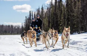 Dog Sledding Adventure in Willow, Alaska