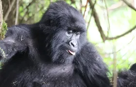Private 4 Days Gorilla Trekking Tour and Lake Bunyonyi Visit