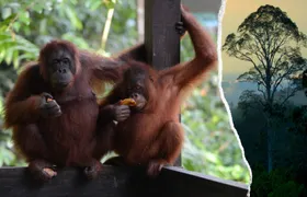 Semenggoh Wildlife and Annah Rais Bidayuh Longhouse tour