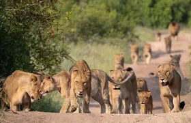 5-day African Safaris and Gorilla Treks Private Tour