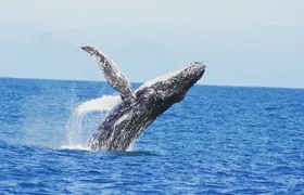 Kalbarri Whale Watching Tour Guided