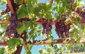 Troodos mountain villages and wineries tour with tasting