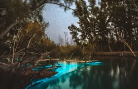 Bioluminescent Clear Kayak Tours in Titusville