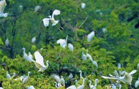 Guided tour of Bang Lang Stork Garden and Binh Thuy Communal House