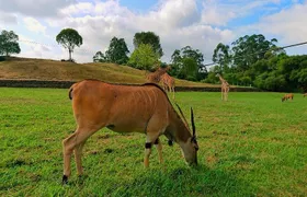 Cabarceno Natural Park Visit