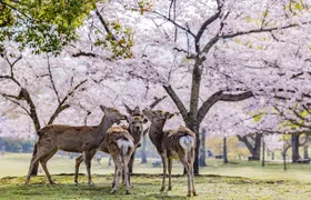 Full-day guided tour to Nara Park, Osaka and Kobe from Kyoto