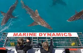 Shark Cage Diving and Viewing with transport from Hermanus