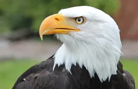  PREMIUM Sitka Scenic Tour