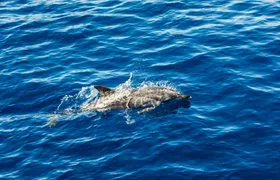 Dolphin watching boat tour in in Taranto