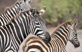 Safari Serengeti And Ngorongoro