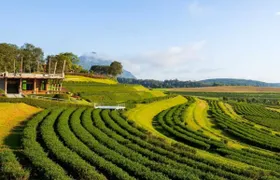 Chiang Rai Singha Park and Temple tour with private van charter