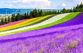 Full-Day Biei, Furano Flower Sea, Ningle Terrace Tour with Lunch