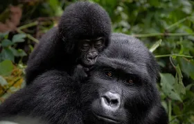 3 Days gorilla trekking Safari tour in Uganda