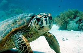 Snorkelling with Turtles and Cenote Swim in Riviera Maya