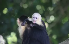 Mangrove Monkey Tour in Manuel Antonio with pick up included