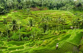 Surface of Ubud private full-day tour