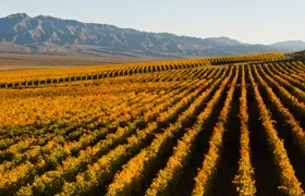 Half Day Wine Tour
