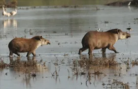 Discovering wildlife of the Chaco