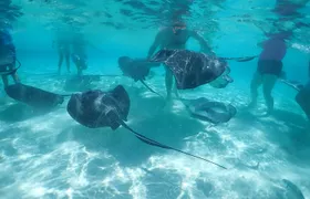 Stingray City, Snorkeling, & StarFish Adventure