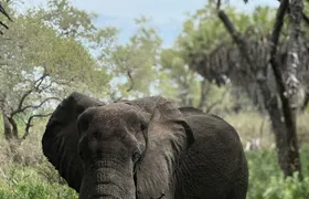 Nyerere National Park one-day safari with flights from Zanzibar