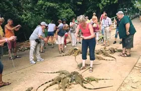 Roatan Wild side Monkyes and sloth hangout iguana and Snorkeling