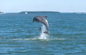 90-Minute Private Dolphin Tour in Hilton Head Island 