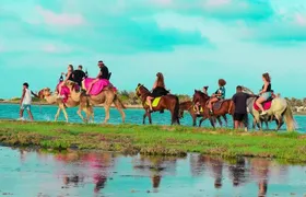 Explore Djerba by camel and horse 