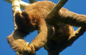 Manuel Antonio Park Tour and its Amazing Wildlife and Beaches