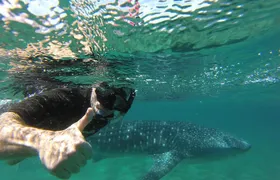 Whale Shark snorkeling tour in a reduced group with local marine biologist
