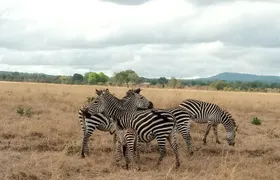 3 Days Safari to Mikumi NP - Accommodation Inside the Park