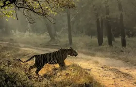 All inclusive 5 nights 6 days Adventure in Central India For the elusive Tiger