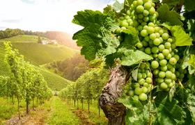 Day Tour in Burgundy with 14 Wines Tasting at Local Wineries